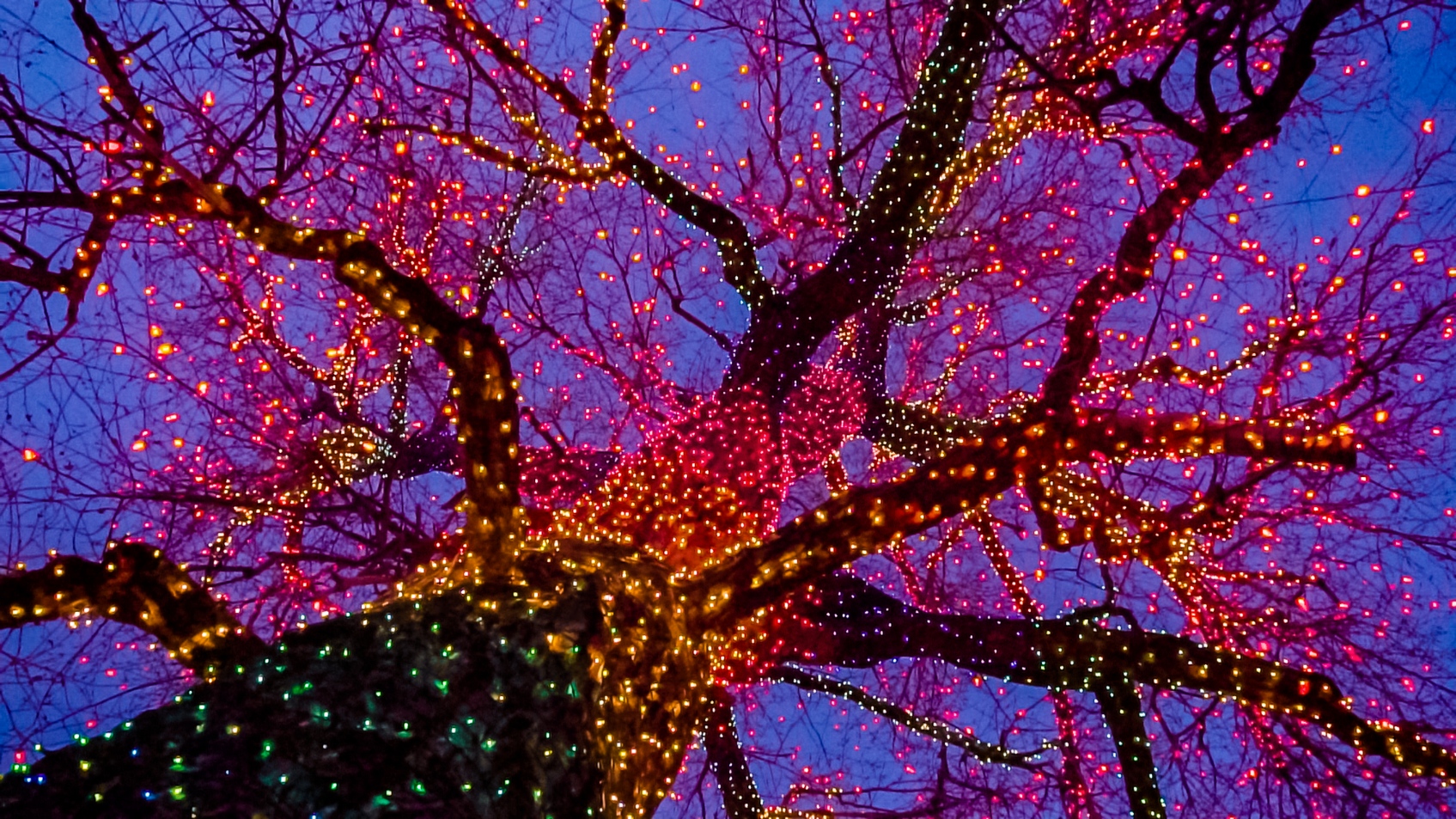 Glowing Christmas Lights And Trees Contact