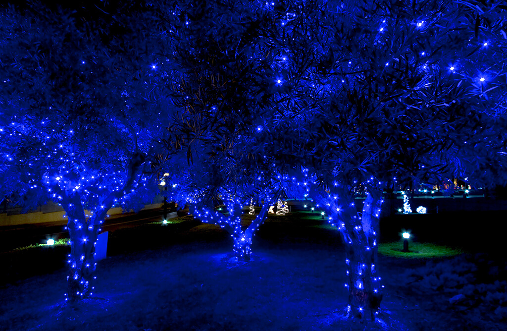 Glowing Blue Christmas Lights And Trees