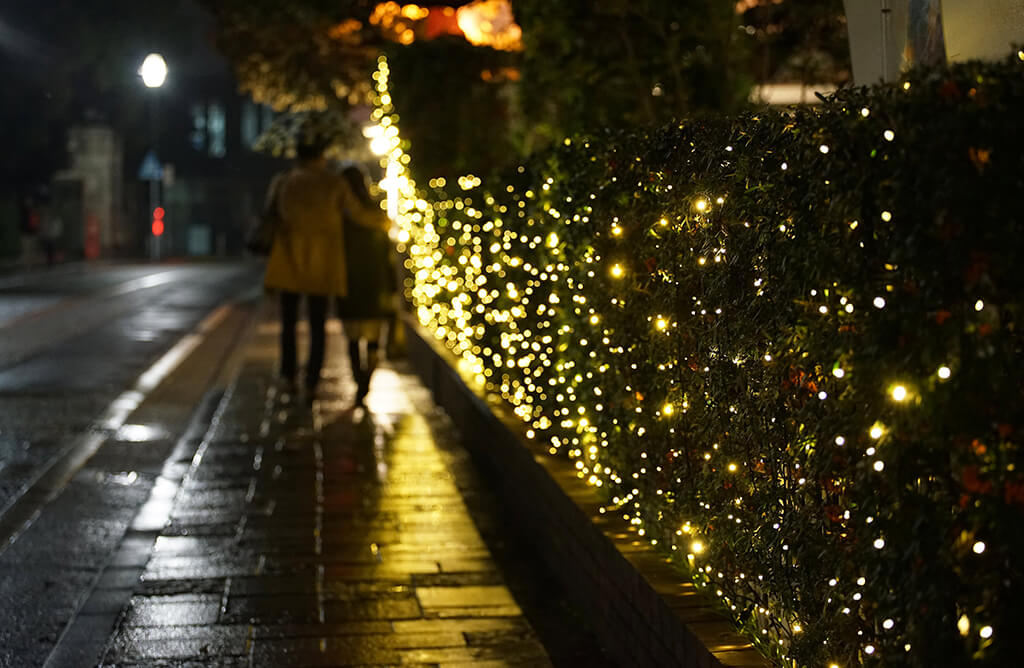 Glowing Christmas Lights And Trees