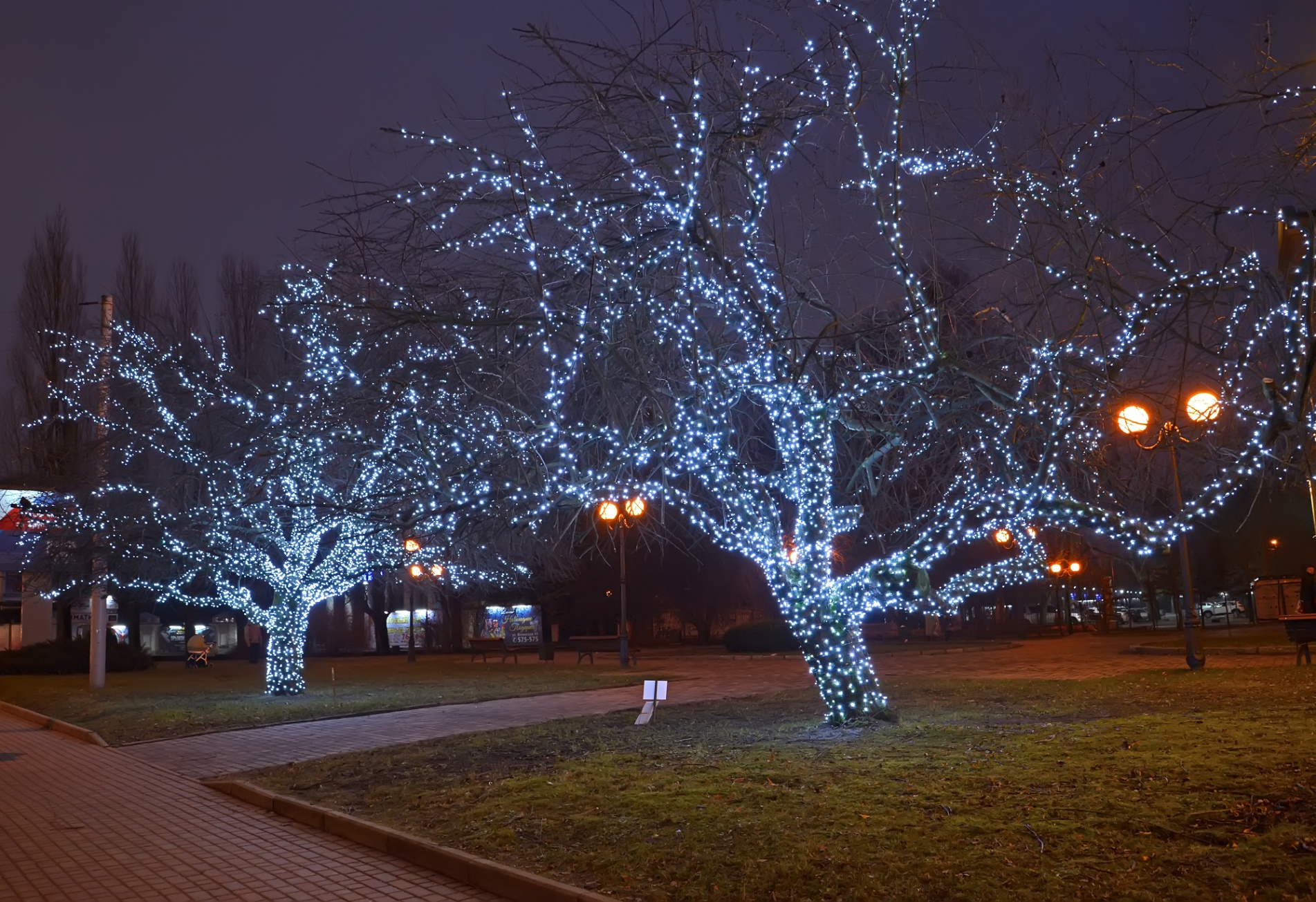 Glowing Blue Christmas Lights And Trees In The Park