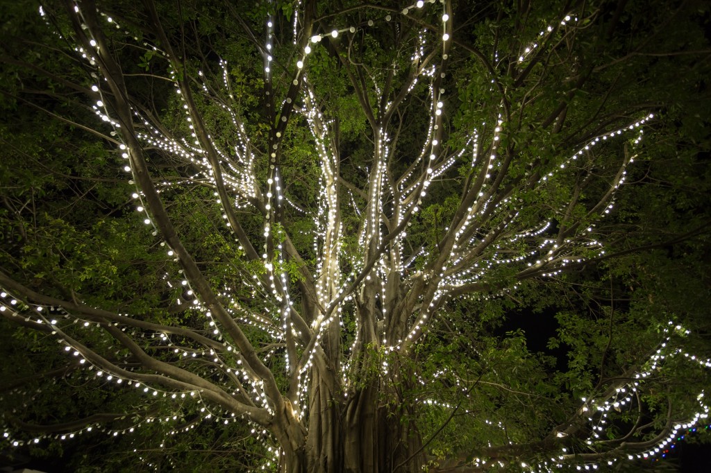 Glowing Christmas Trees